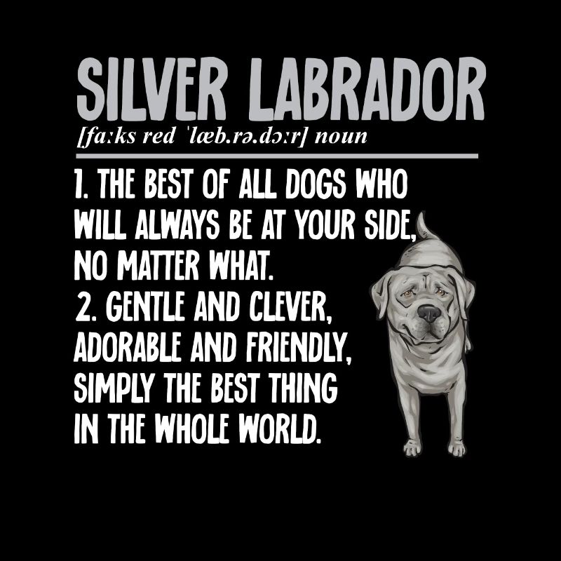 Silver Labrador Retriever Silver Lab