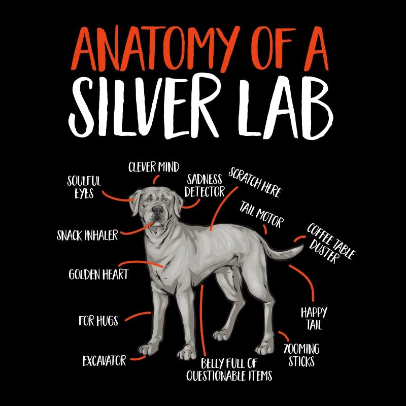 Silver Labrador Retriever Silver Lab