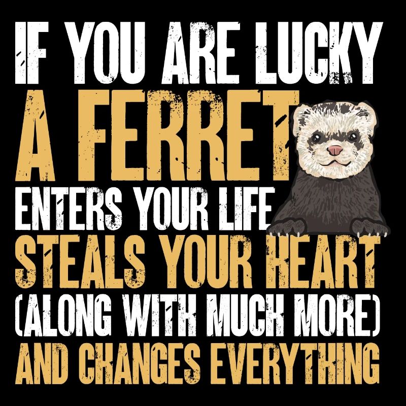 Furet, propriétaire de furet