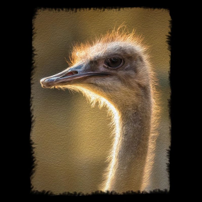 ostrich