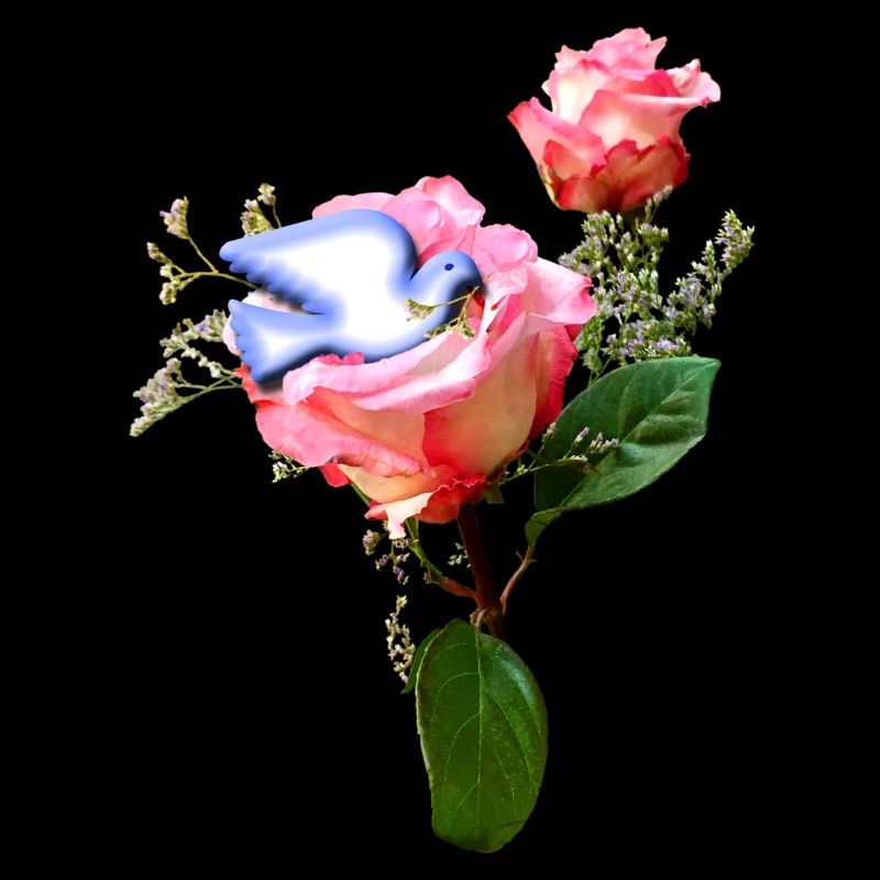 Rosen mit Friedenstaube