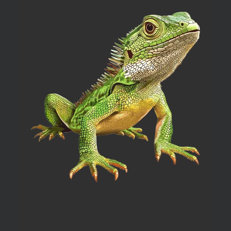 Lizards Lizard