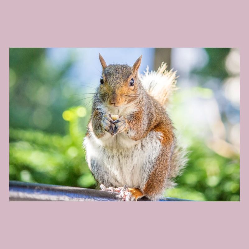 Essen Grauhörnchen Grauhörnchen Sciurus carolin