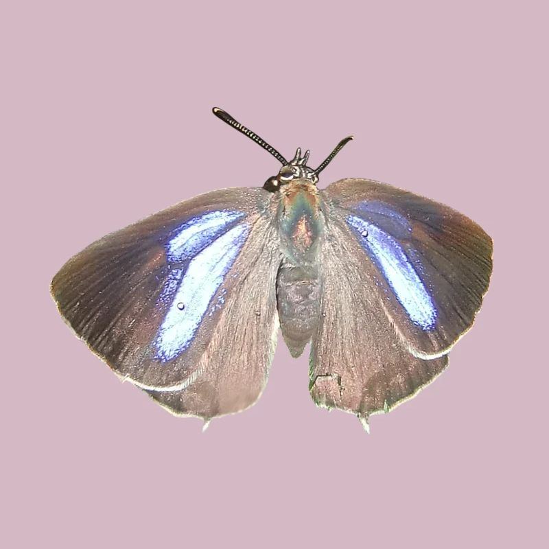 Blauer Eichen-Zipfelfalter