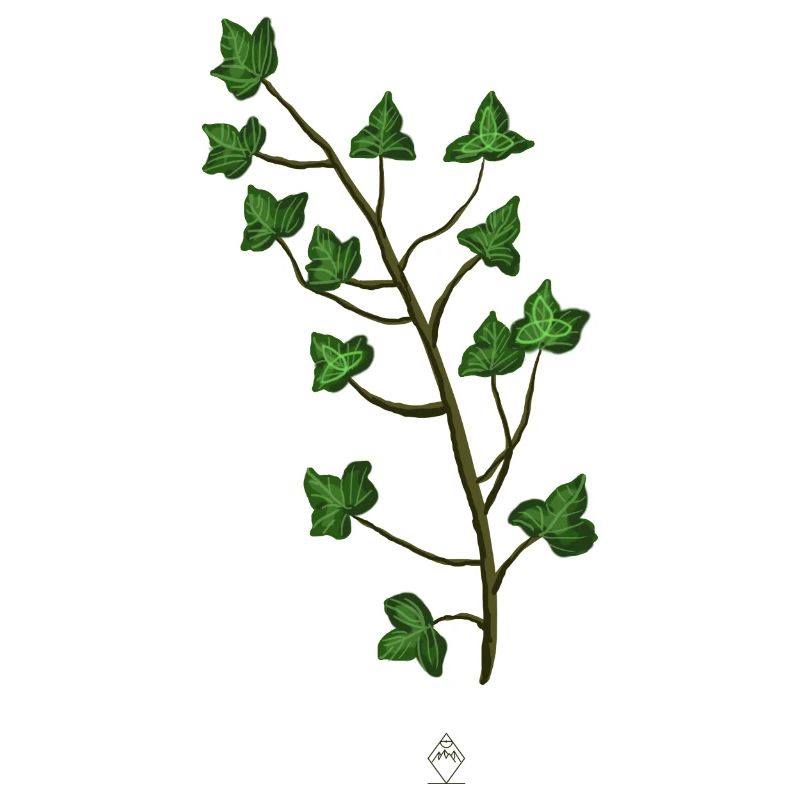 Ivy Trinity