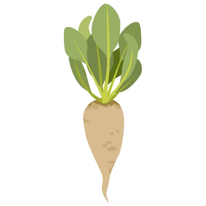 Sugar beet