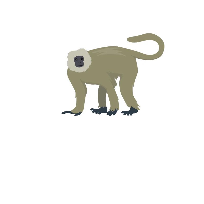 Eleganter Langur