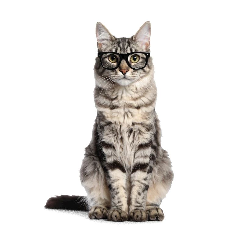 Getigerte Katze mit Brille – Wild at Heart