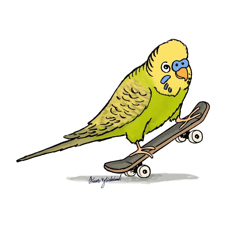 Budgie
