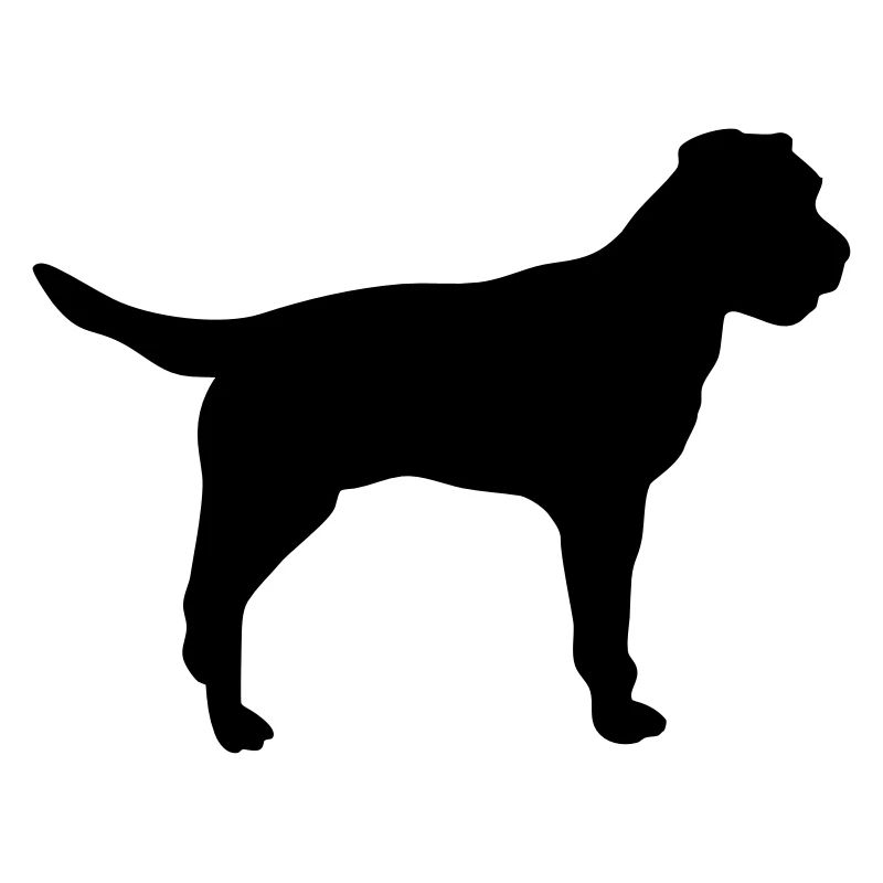 Border Terrier
