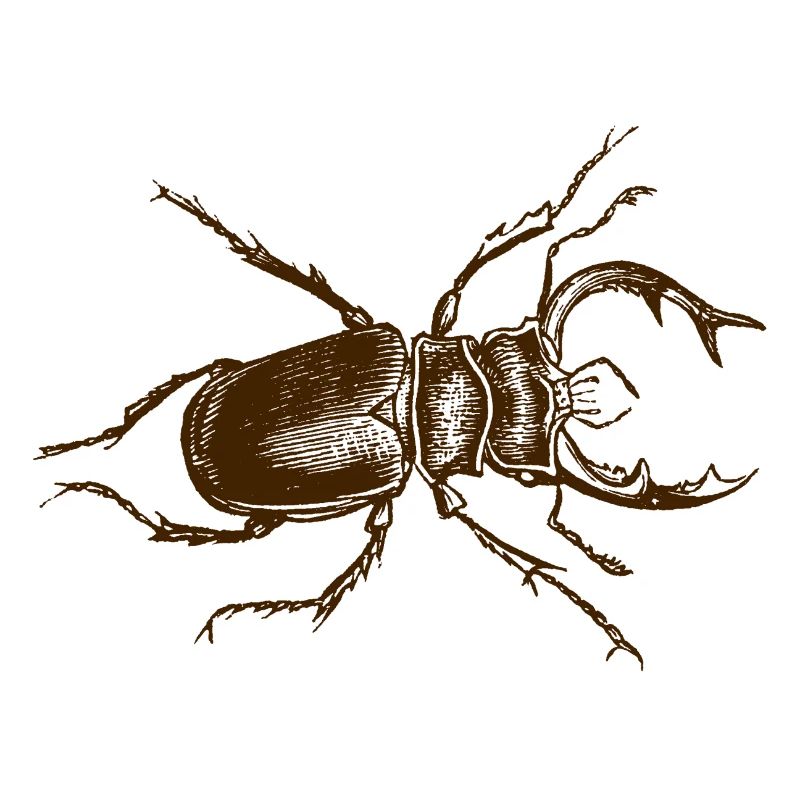 Hirschkäfer