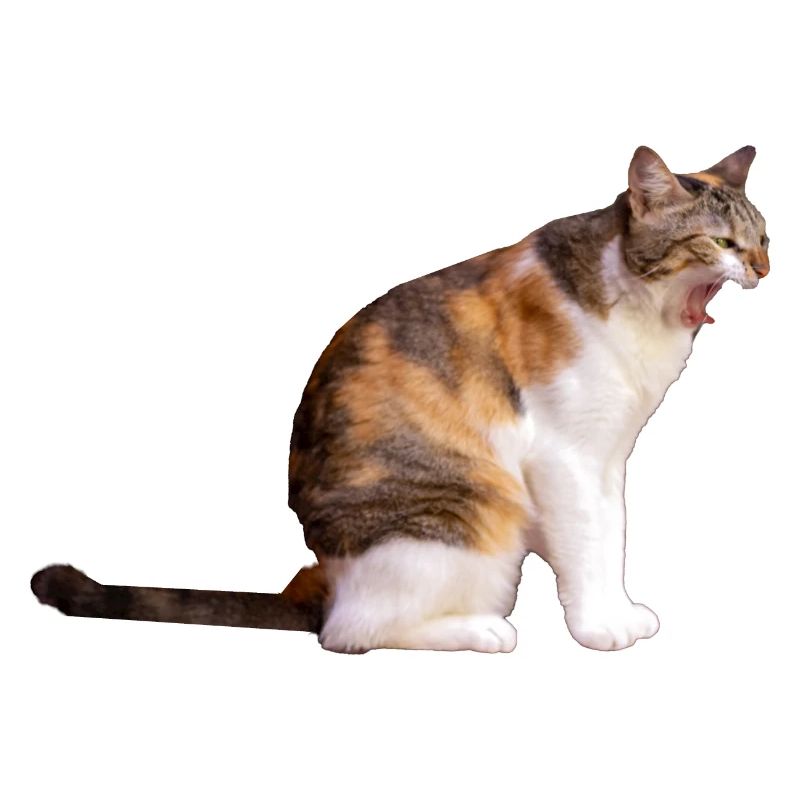 chat chatte animal de compagnie chaton stickers