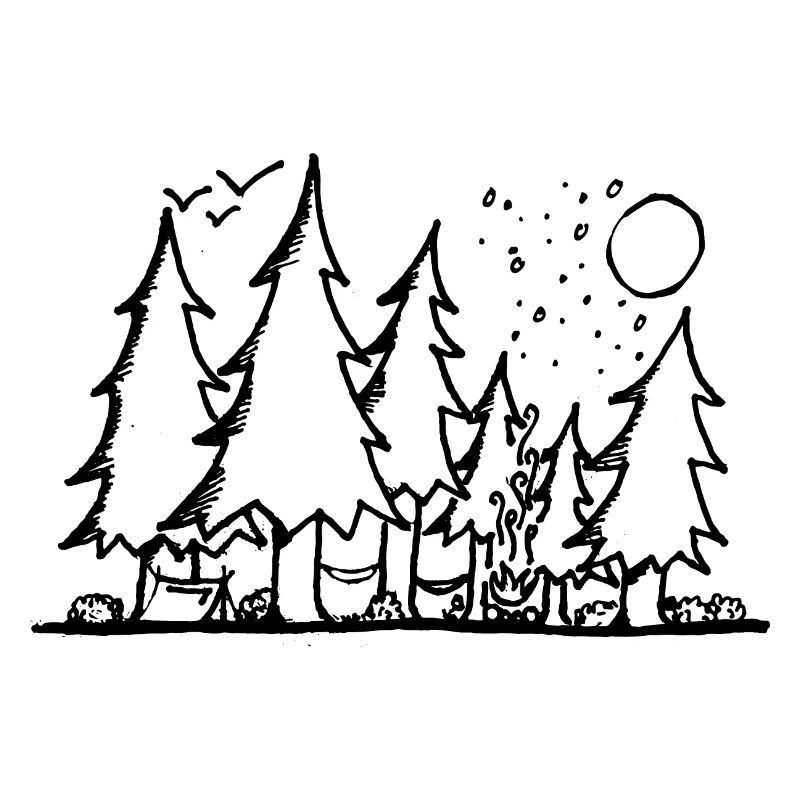 Fir forest