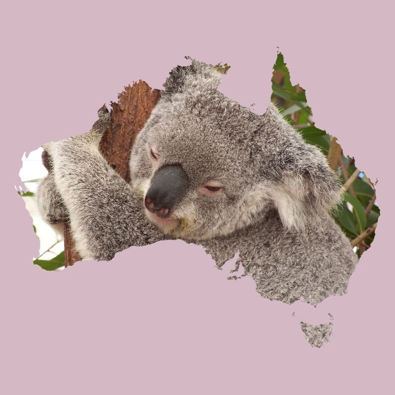 Koala bear