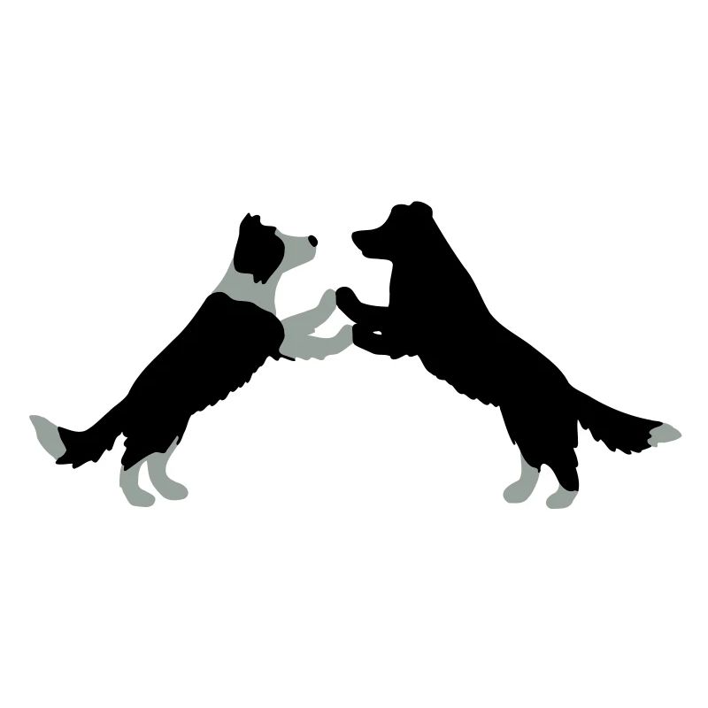 dog dancing Border Collies