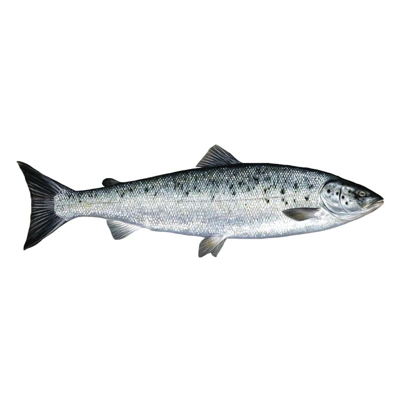 Lachs