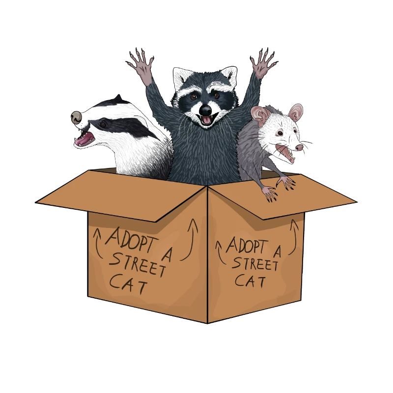 adopte un chat errant