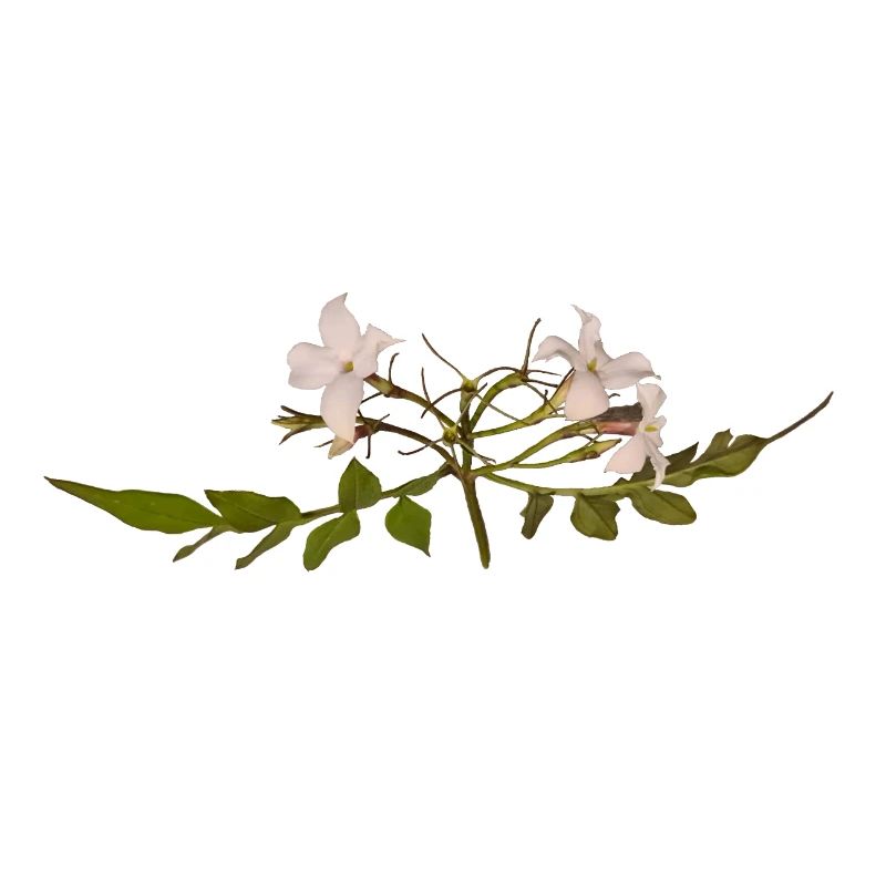 Jasminblüte