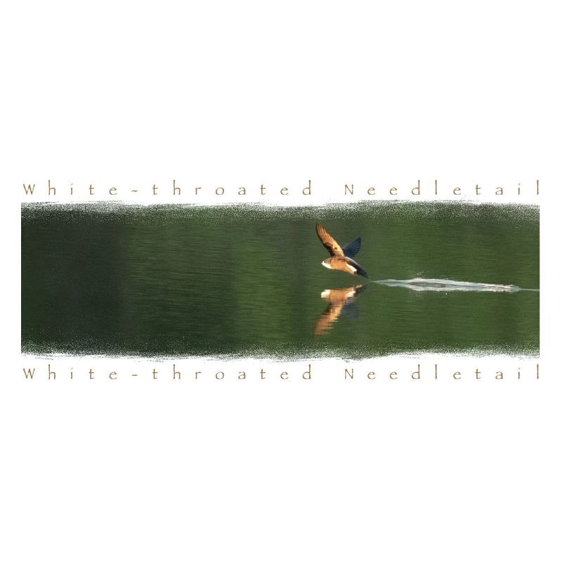 Schwalbe über dem See Kunstflug Reflexion Spiegel