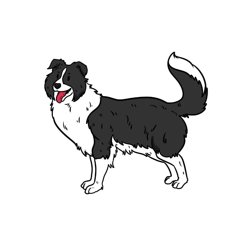 border collie
