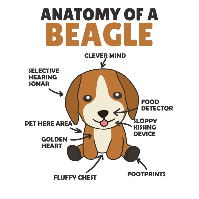 Anatomie d’un chien mignon beagle chiot