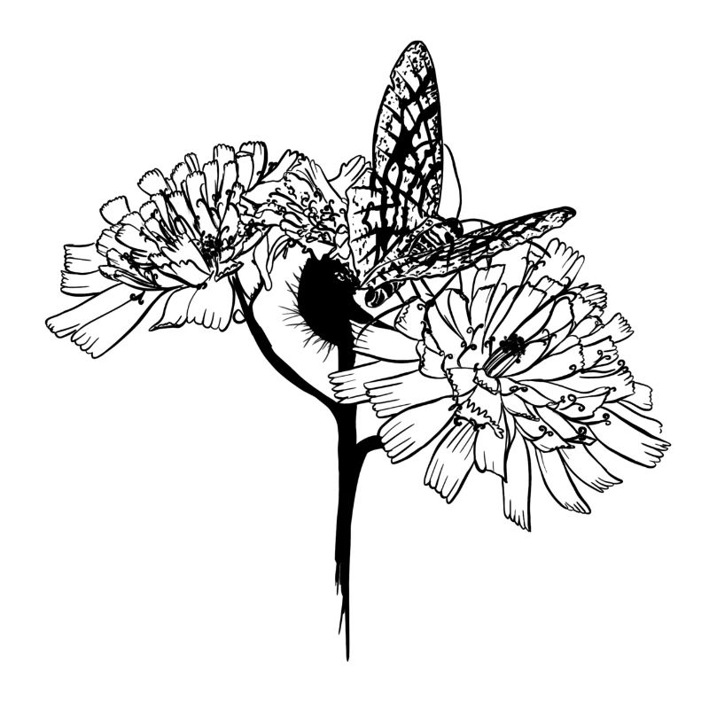 Papillon sur fleurs