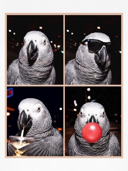 Graupapageien Graupapagei