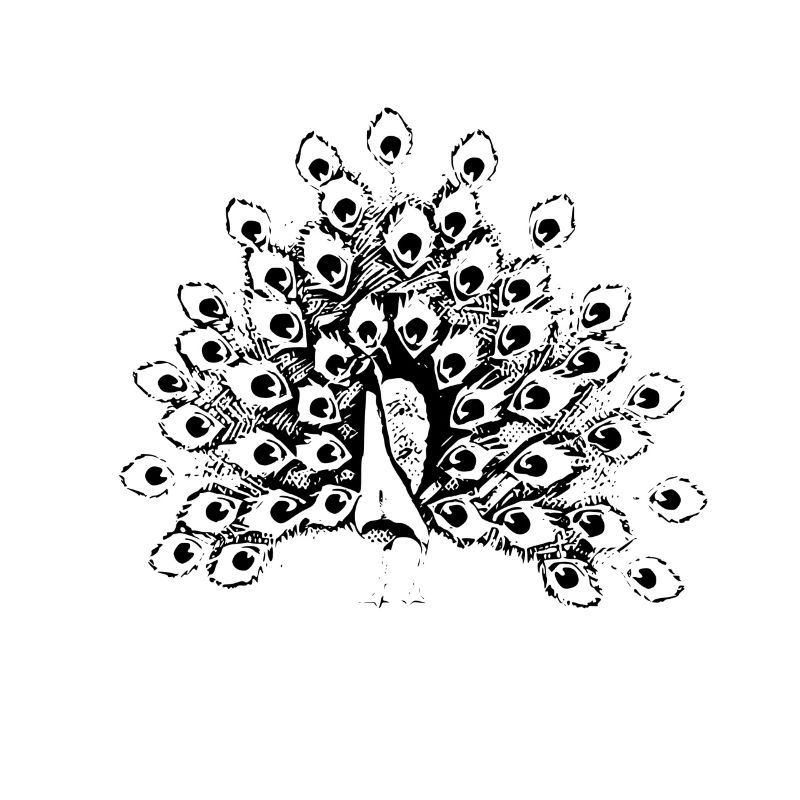 peacock