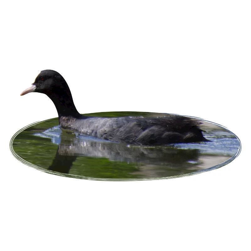 Eurasian Coot