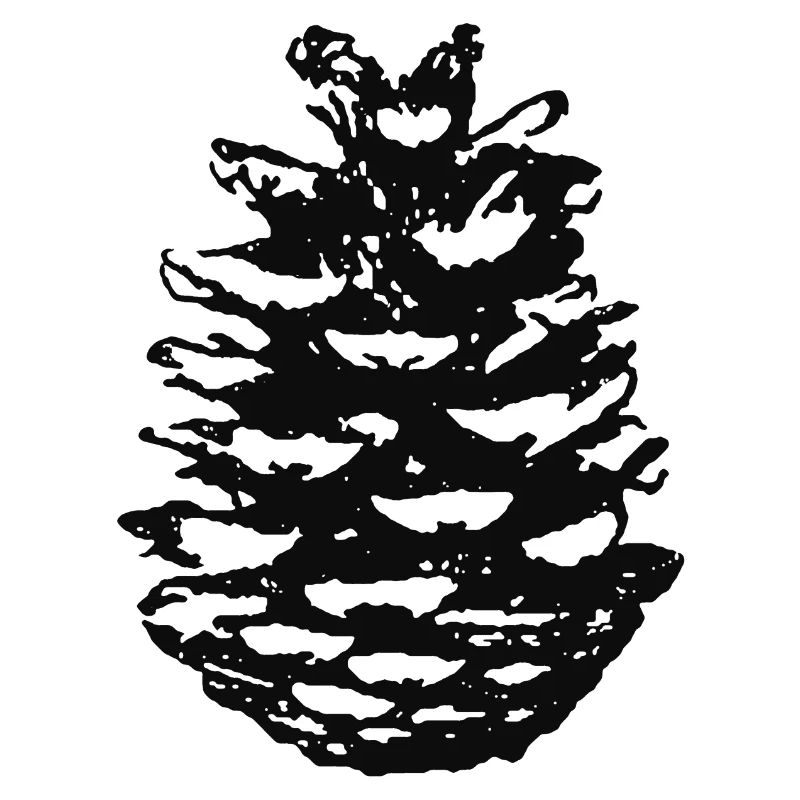 pine cones