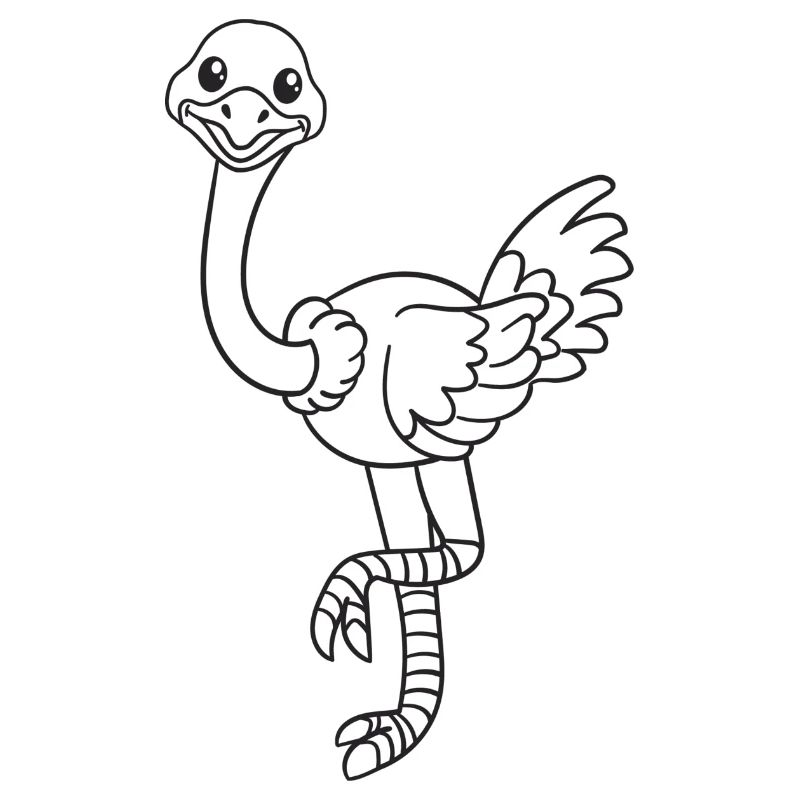 Strauß, Vogel Strauß, Geschenk, Geschenkidee