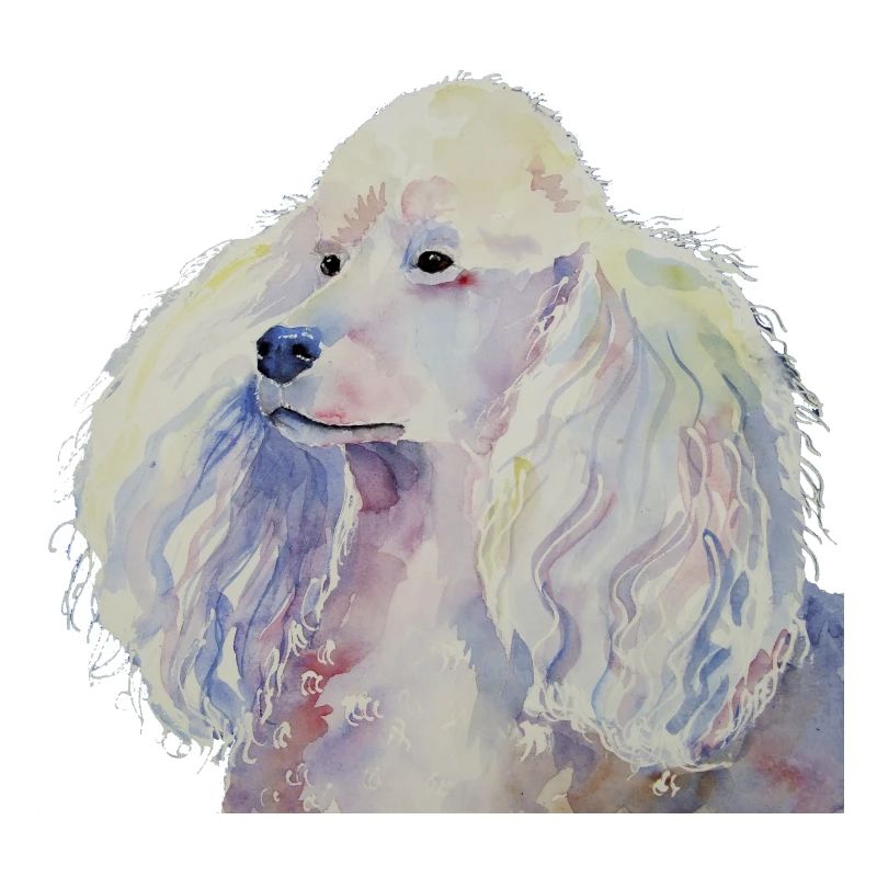 poodle standard white
