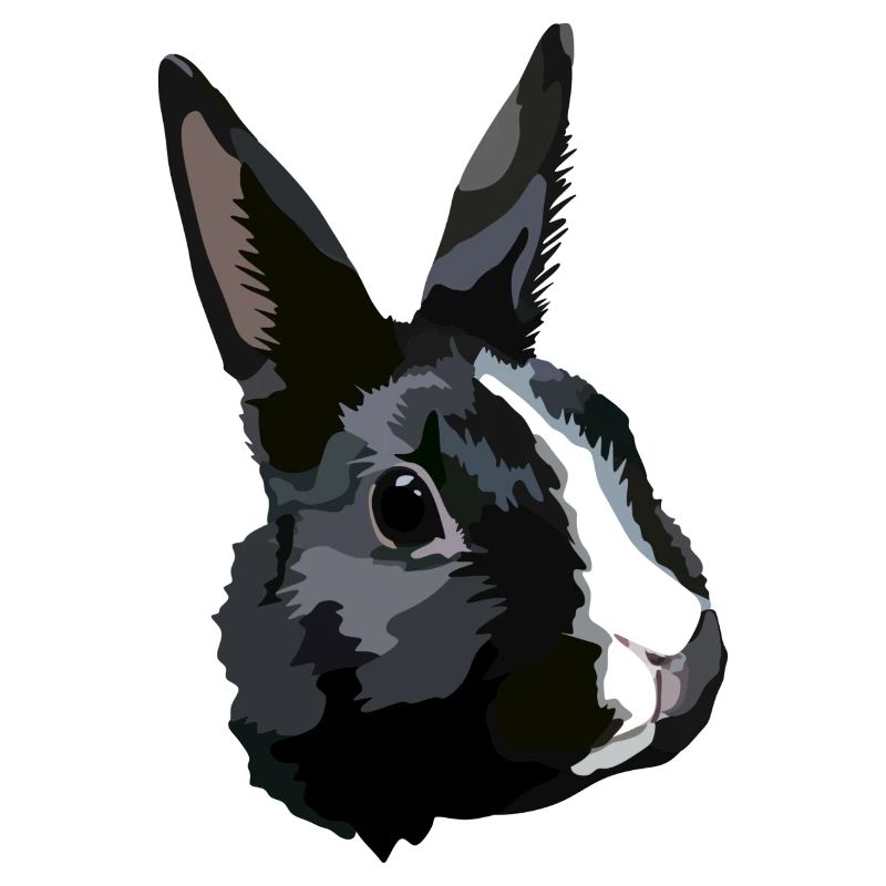 Rabbit black and white