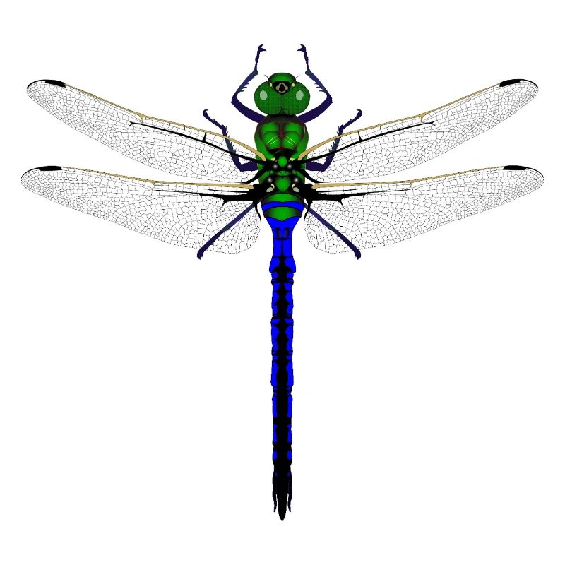 Neon Dragonfly Kybalion Combination Design Woman