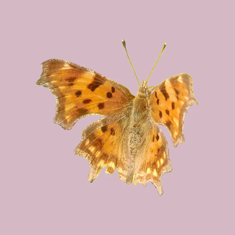 Papillon C-Moth