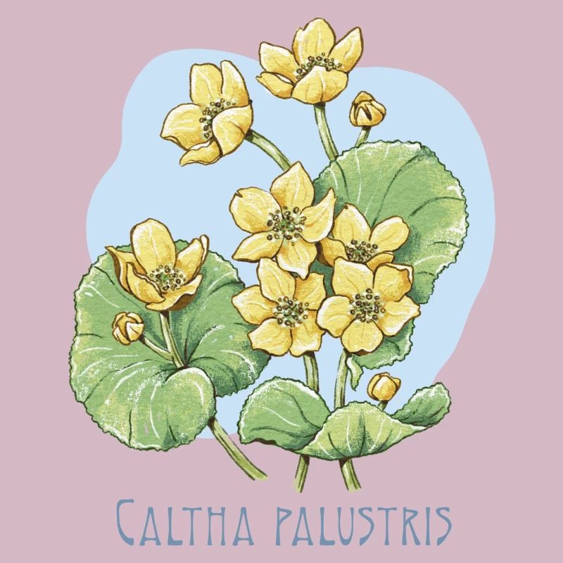 Duck botanical drawing
