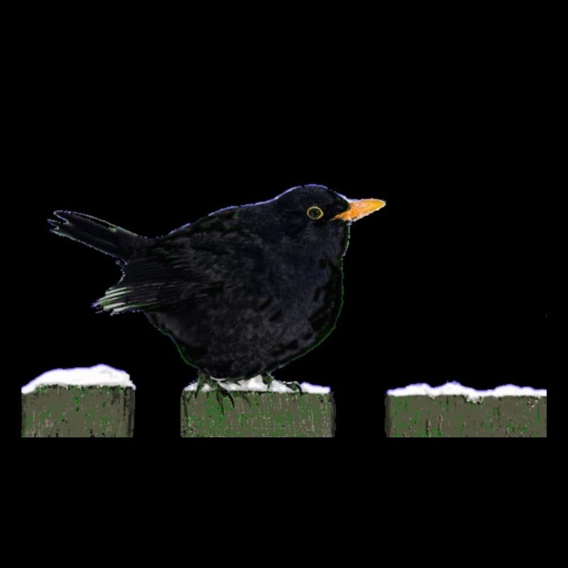 blackbird
