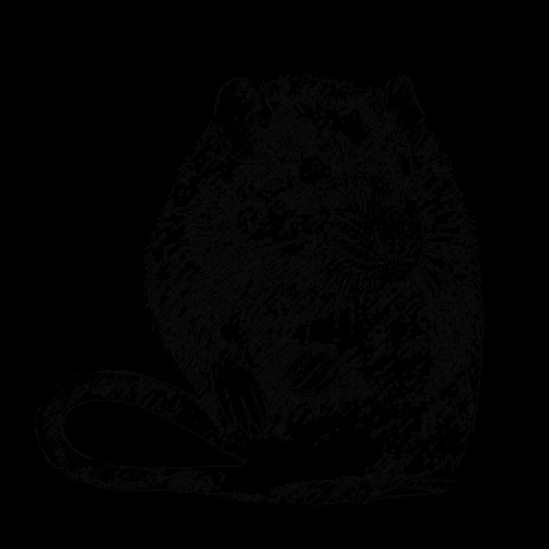 ratte