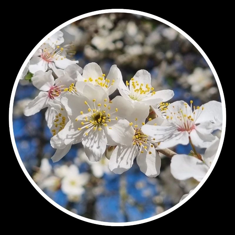 Pommier Fleur Fleur Printemps Nature Randonnée