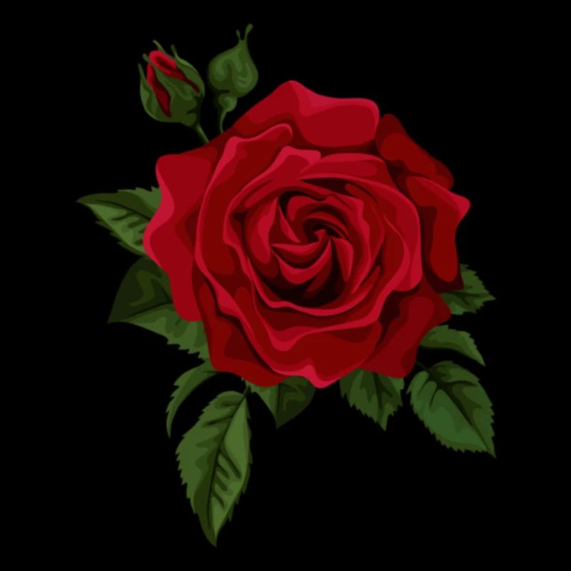 rote Rose