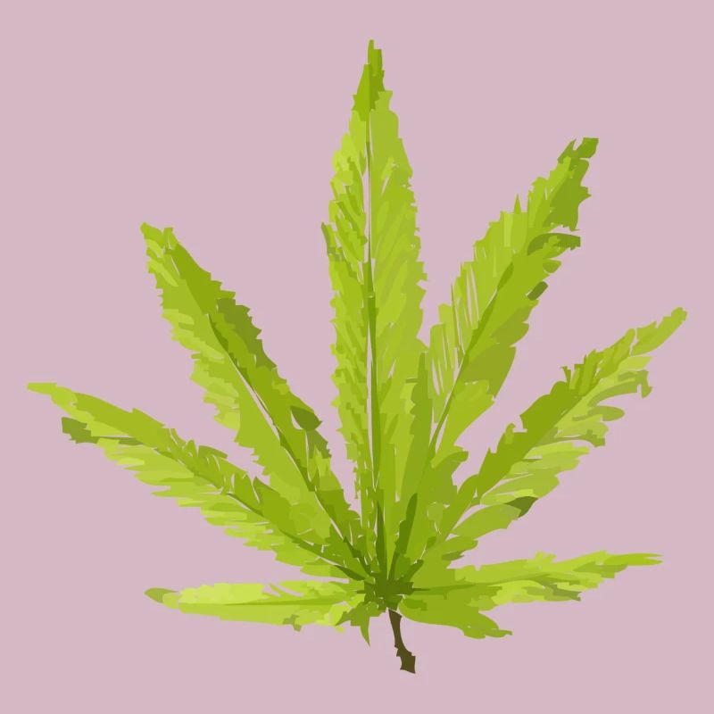 Hemp Leaf