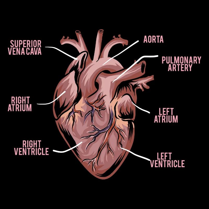 Herz Anatomie - Anatomie eines Herzens