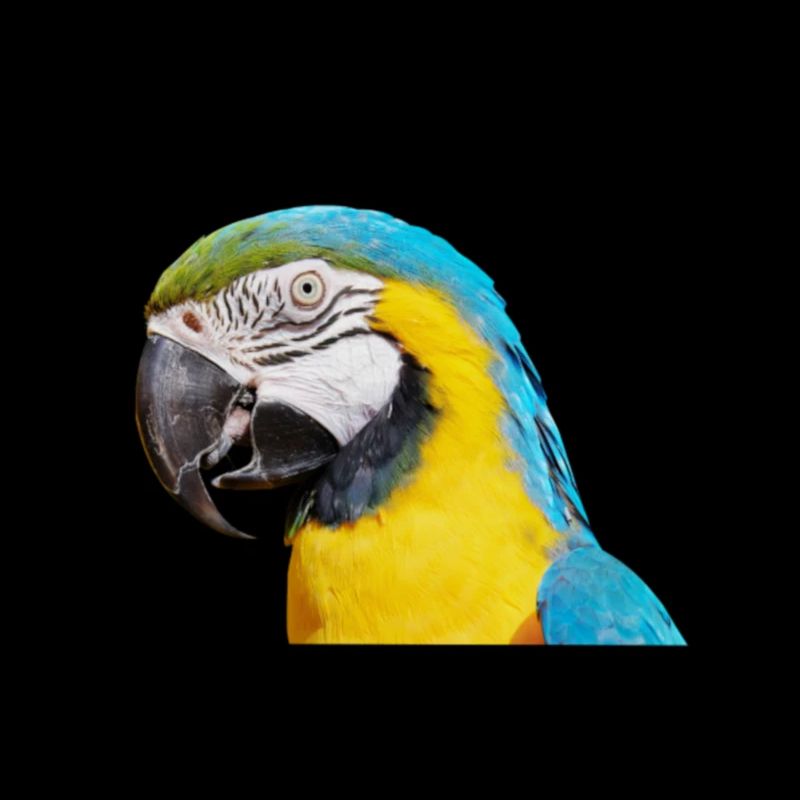 ARA Bird