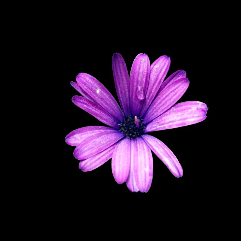 Lila Blume