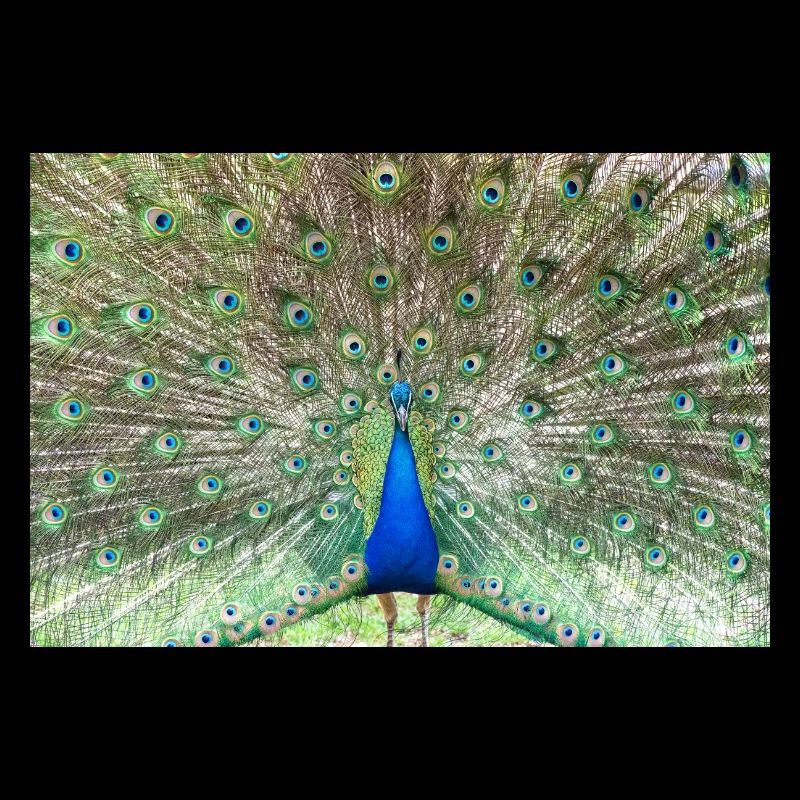 Peacock