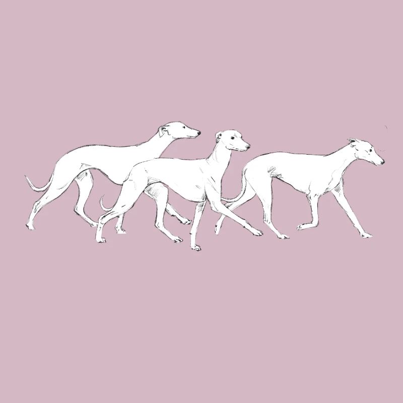 Drei Whippets