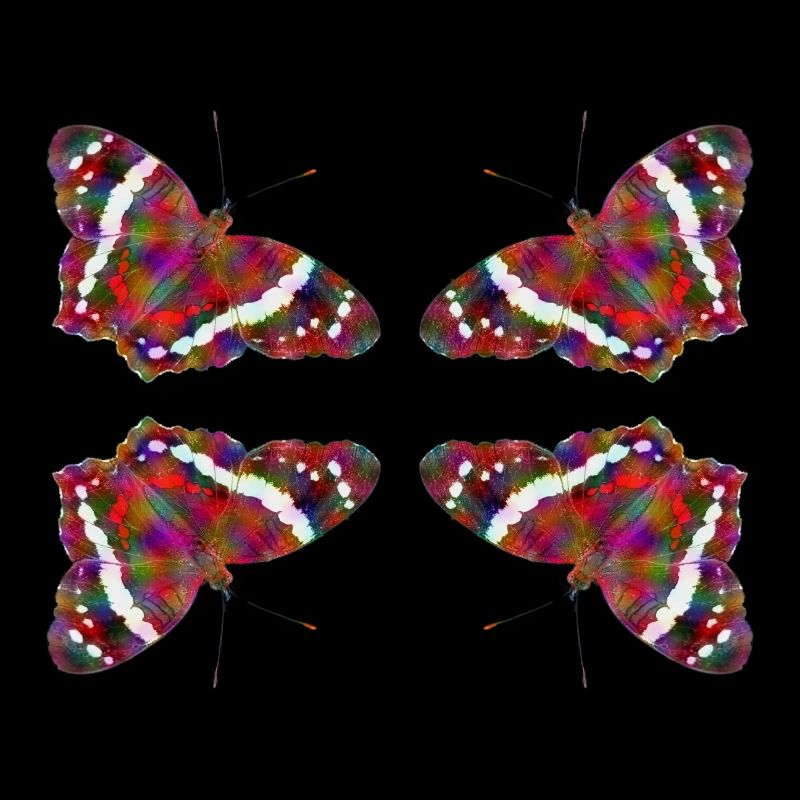 Papillon