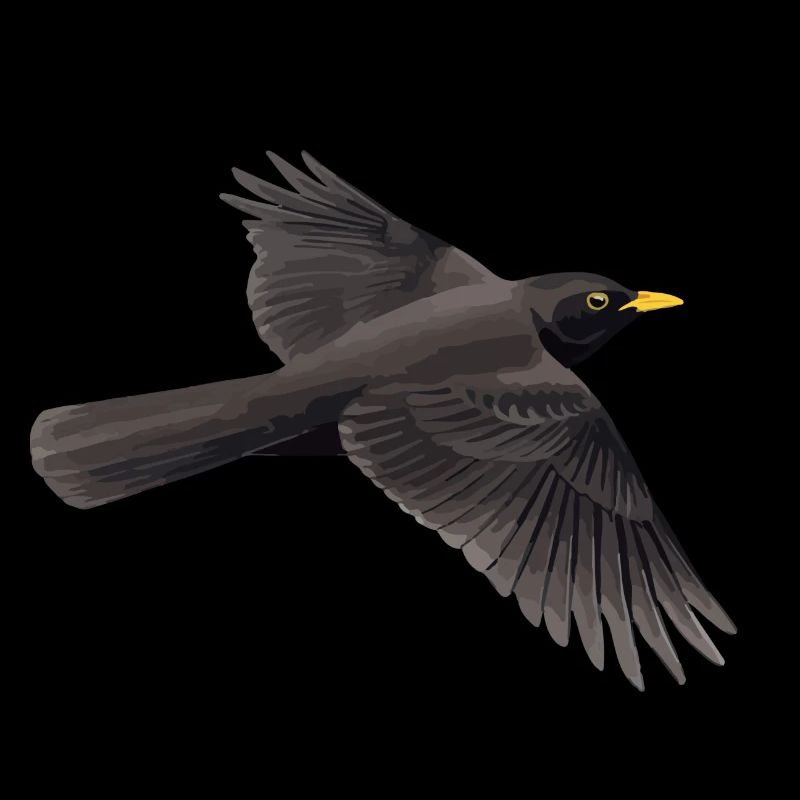 Bord d'aile de merle