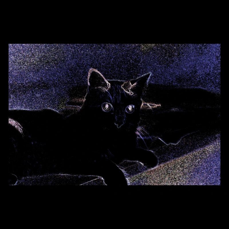 chat chatte animal de compagnie