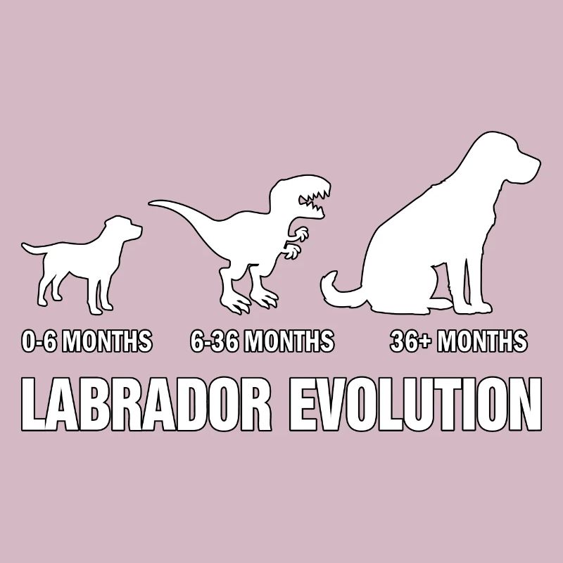 Labrador Evolution